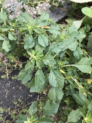Amaranthus blitum