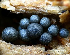 Cribraria argillacea