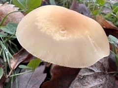 Agrocybe praecox