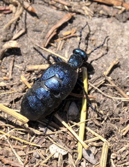 Meloe proscarabaeus