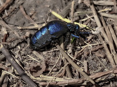 Meloe proscarabaeus