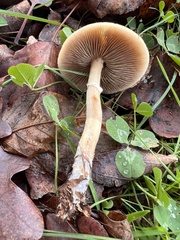 Agrocybe praecox