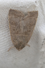 Ipimorpha subtusa