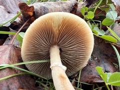 Agrocybe praecox