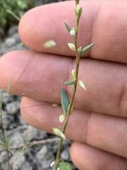 Polygonum douglasii