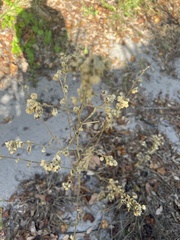 Sida cordifolia
