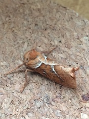 Triodia sylvina