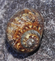 Oxystele impervia
