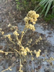 Sida cordifolia