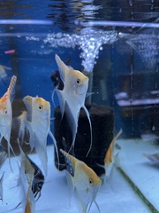 Pterophyllum