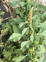 Amaranthus blitum