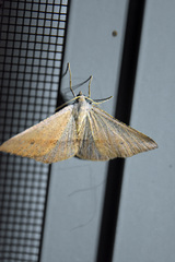 Isturgia penthearia