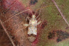 Phytocoris depictus