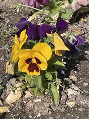 Viola × wittrockiana
