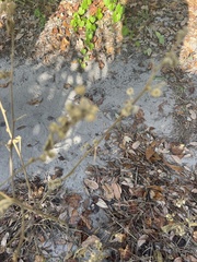 Sida cordifolia