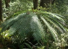 Cyathea smithii