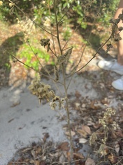 Sida cordifolia