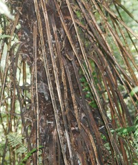 Cyathea smithii