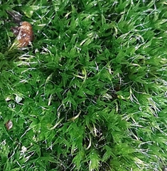 Grimmia pulvinata