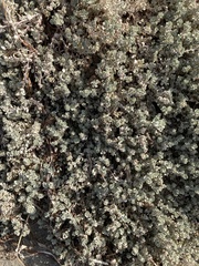 Atriplex leucophylla