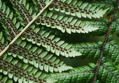 Cyathea smithii