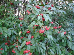 Cotoneaster × watereri