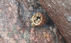 Tetragonisca angustula