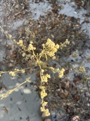 Sida cordifolia