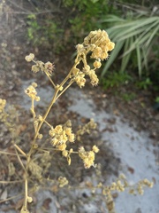 Sida cordifolia