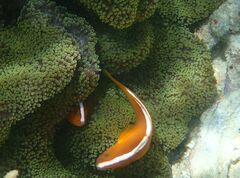 Amphiprion sandaracinos