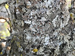 Parmelina carporrhizans