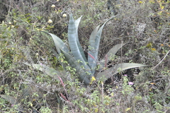 Agave americana