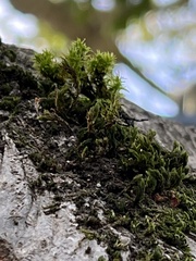 Orthotrichum papillosum