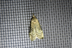 Heteromicta tripartitella