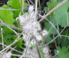 Torilis leptophylla