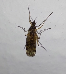 Sylvicola
