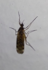 Sylvicola