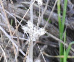 Torilis leptophylla