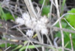 Torilis leptophylla