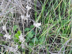 Torilis leptophylla