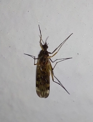 Sylvicola