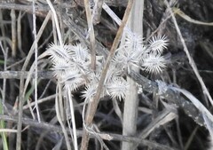 Torilis leptophylla