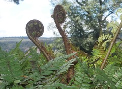 Cyathea smithii