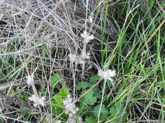 Torilis leptophylla
