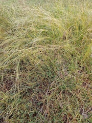 Dichanthium annulatum