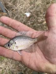 Centrarchus macropterus