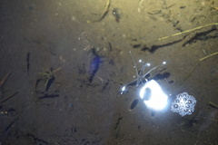 Aquarius najas
