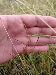 Dichanthium annulatum