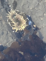 Anthopleura