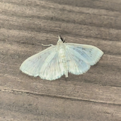 Herpetogramma aquilonalis